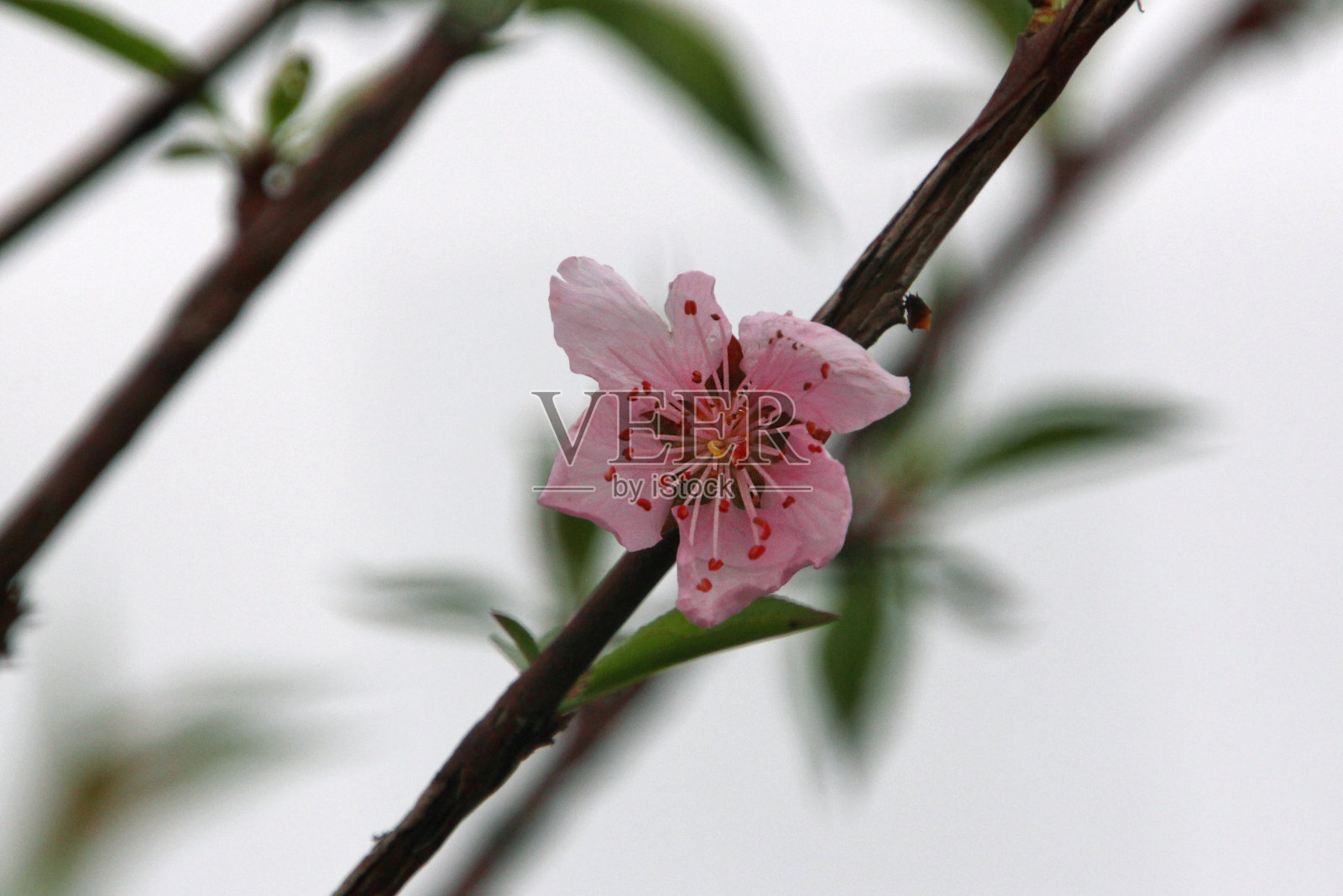 雨下一朵桃花照片摄影图片
