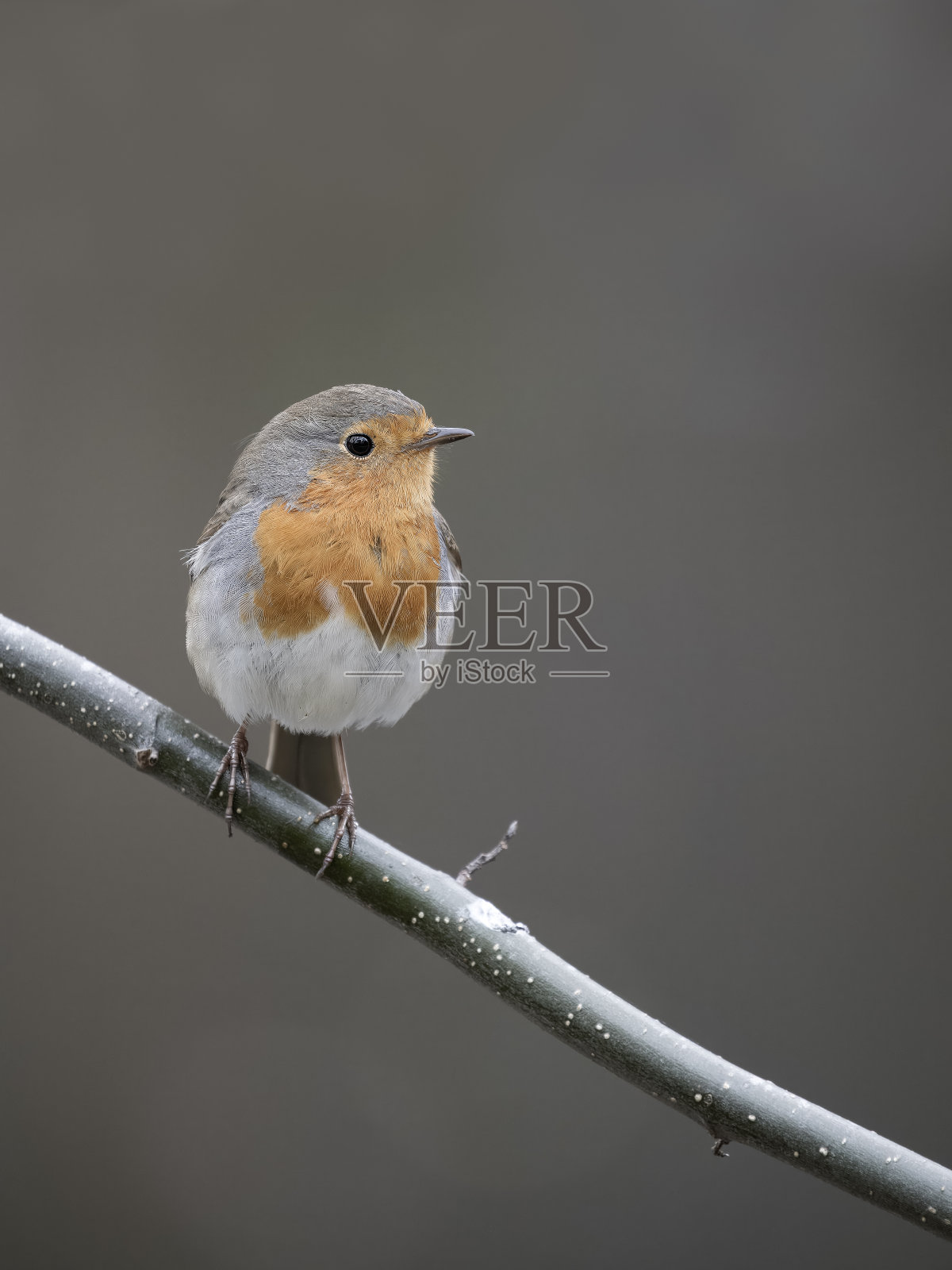 罗宾，患了流行性感冒照片摄影图片