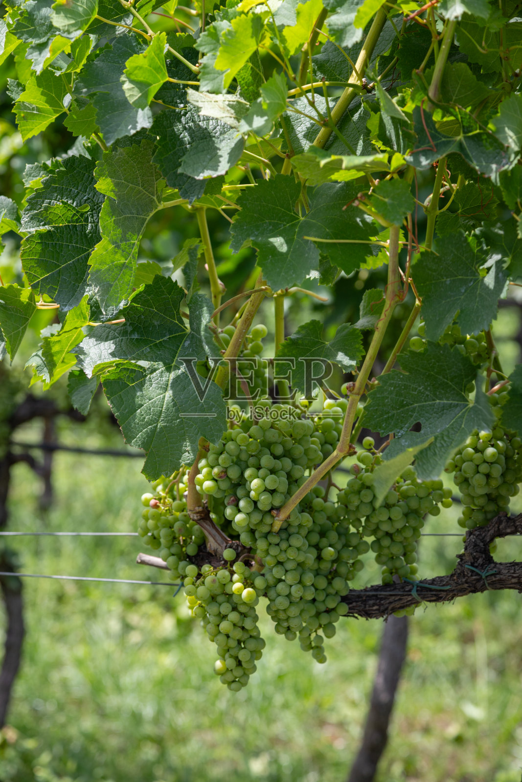 葡萄园里一串串未成熟的葡萄照片摄影图片