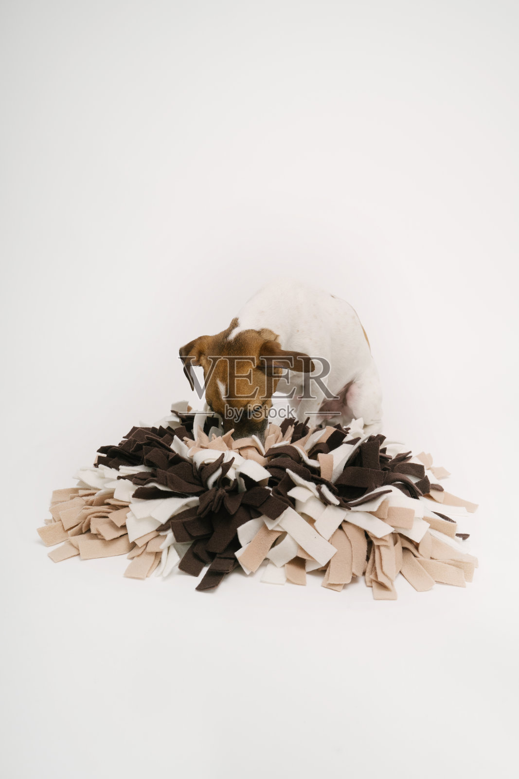 狗狗用鼻垫寻找食物照片摄影图片