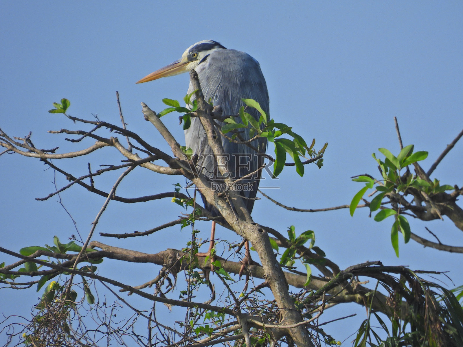 鸟儿栖息在栖木上照片摄影图片