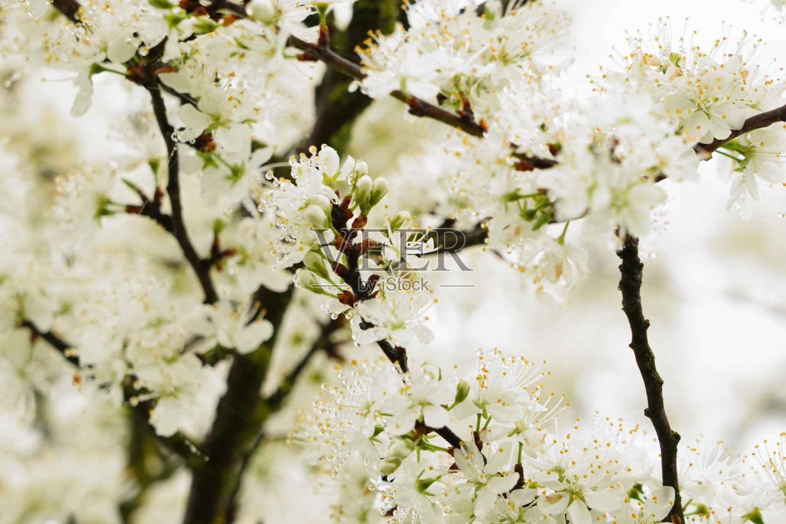 春天的梅花(hi key)照片摄影图片
