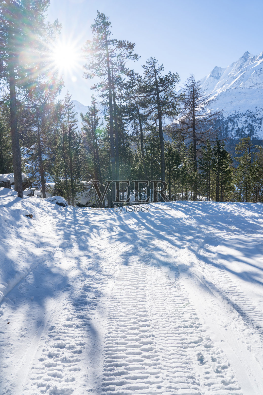 日落在松林照片摄影图片