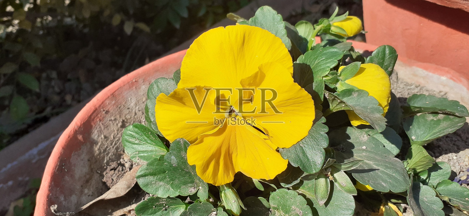 花盆里盛开的黄花照片摄影图片