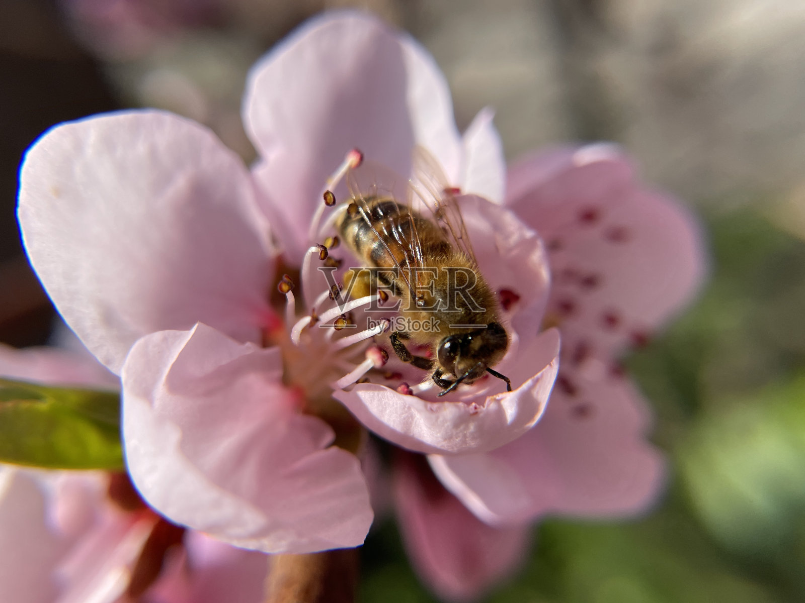 蜜蜂收集花粉照片摄影图片