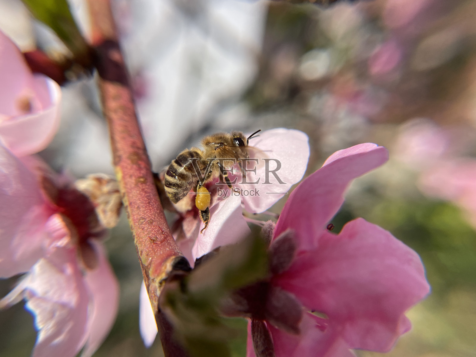蜜蜂收集花粉照片摄影图片