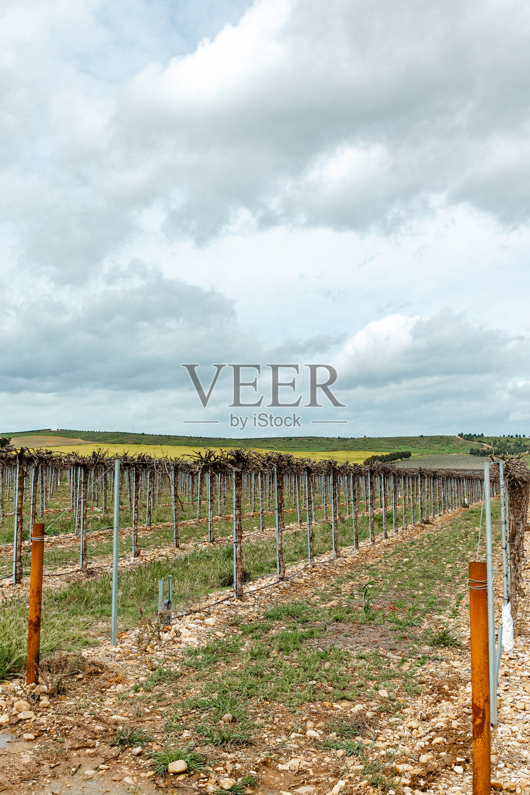 葡萄园的种植，负责任和高效的滴灌种植照片摄影图片