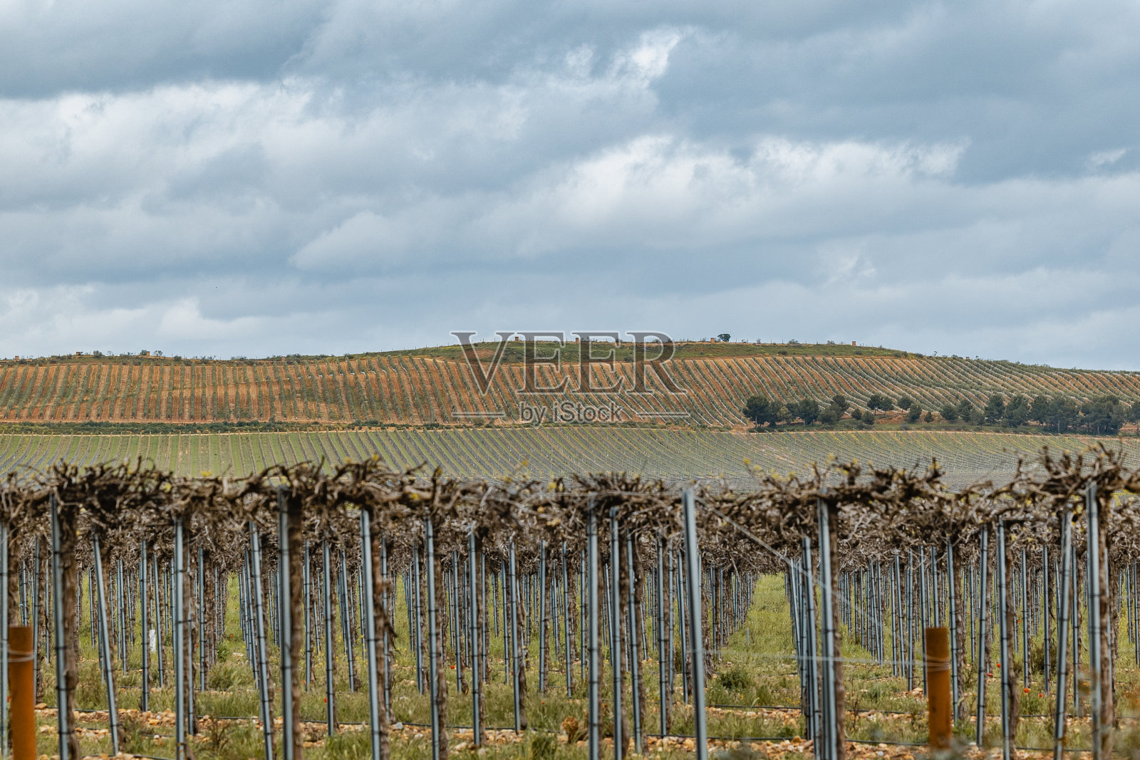 葡萄园的种植，负责任和高效的滴灌种植照片摄影图片