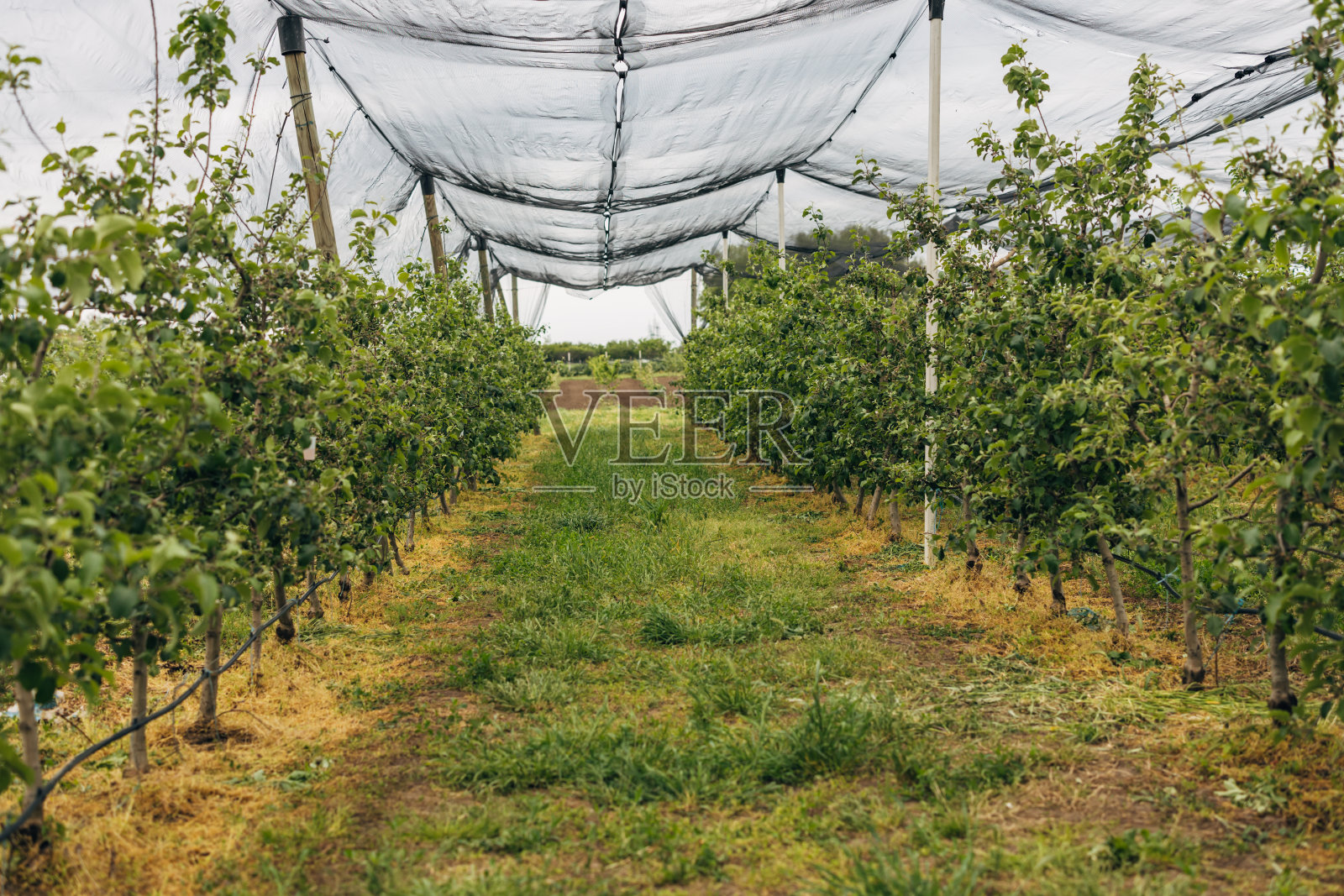 果园照片摄影图片