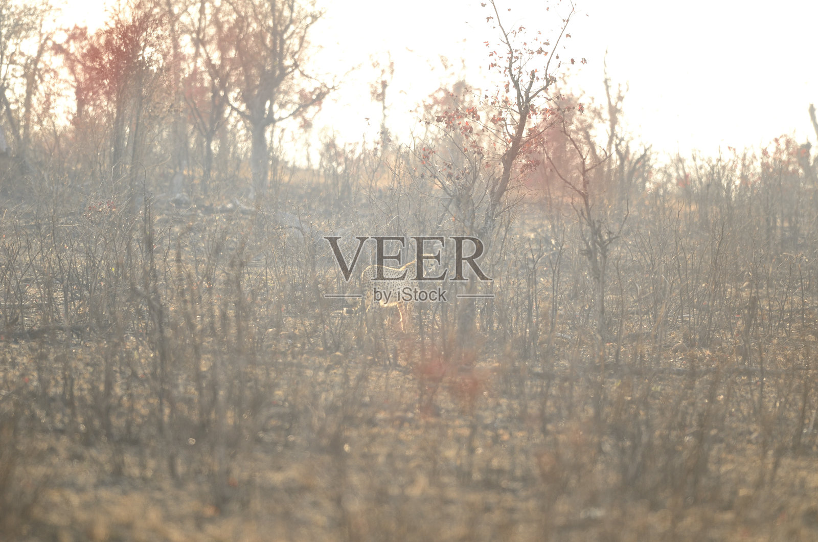 猎豹照片摄影图片