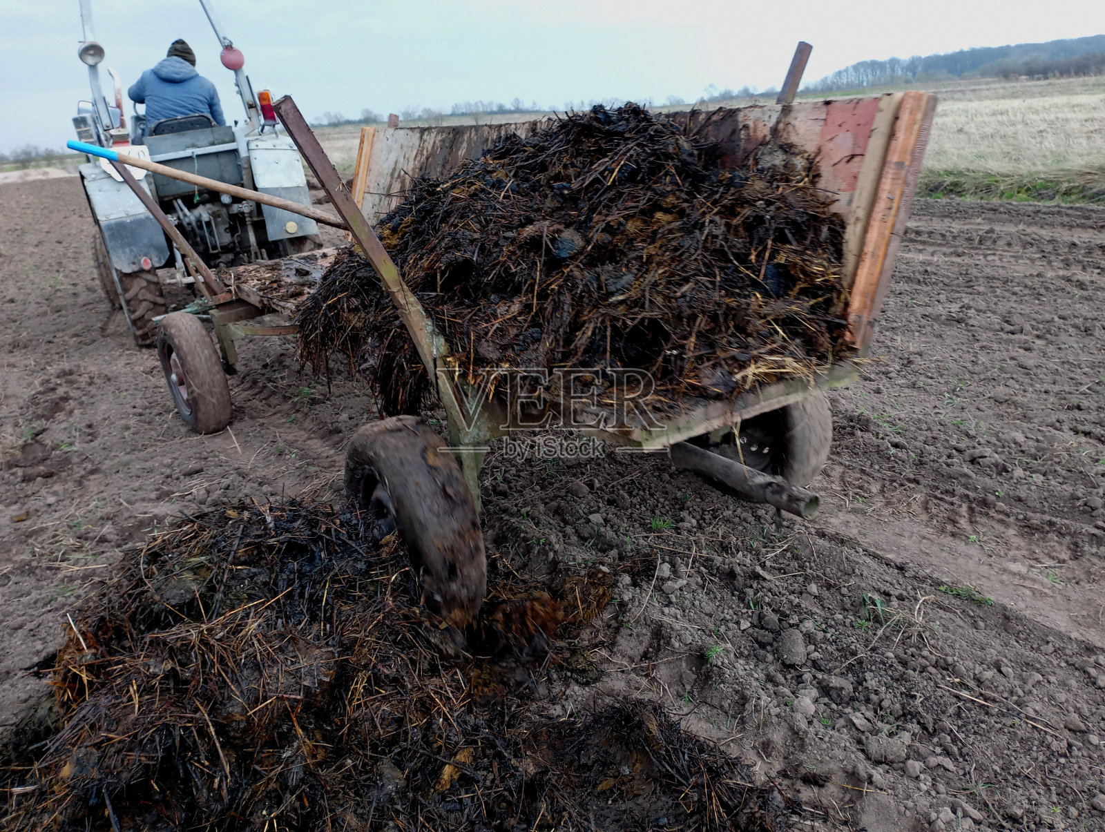一名男子坐在拖拉机的车轮后面，拖拉机上挂着一辆拖车，他把肥料运到田地里给土壤施肥。照片摄影图片