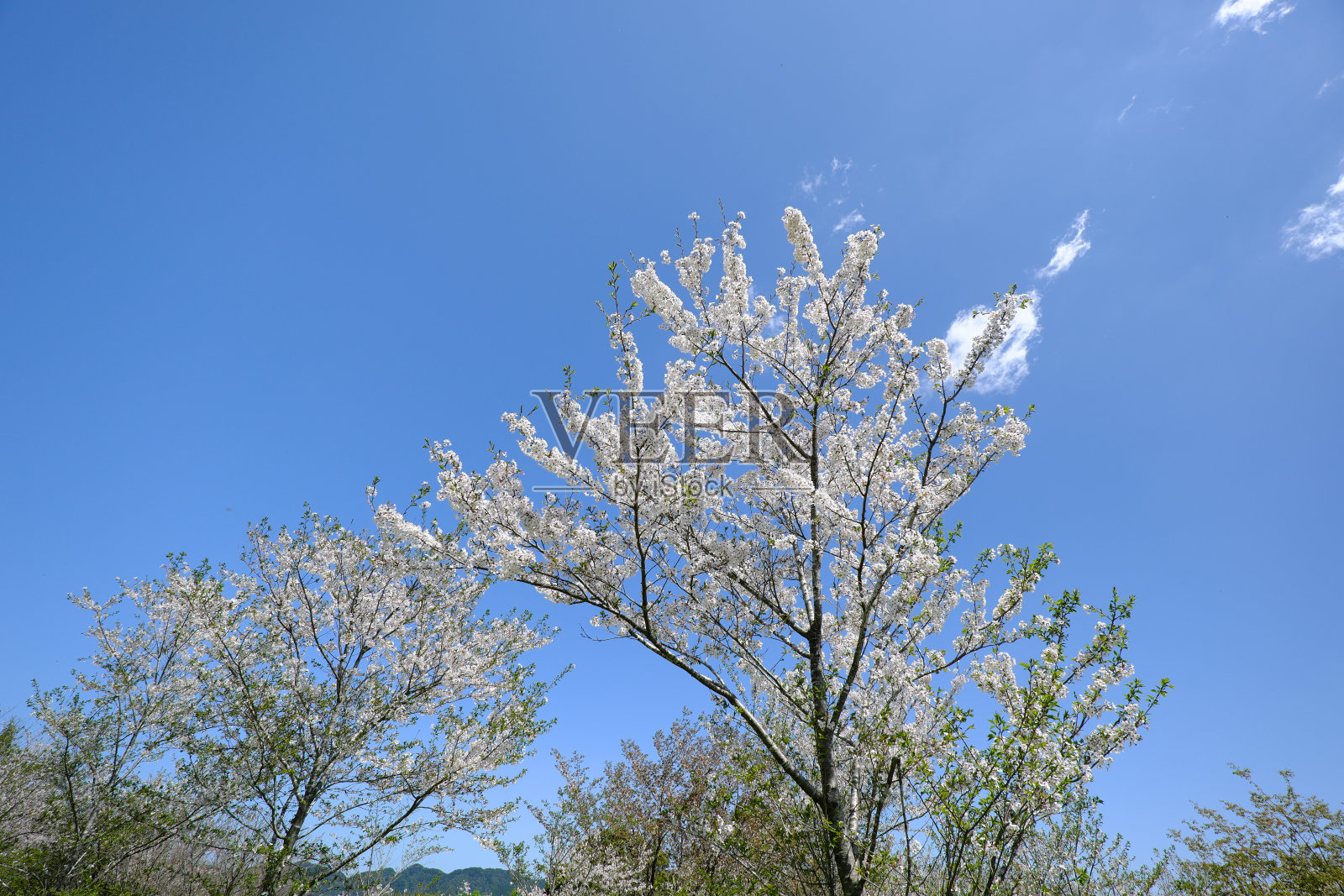 美丽的春天樱花树景色照片摄影图片