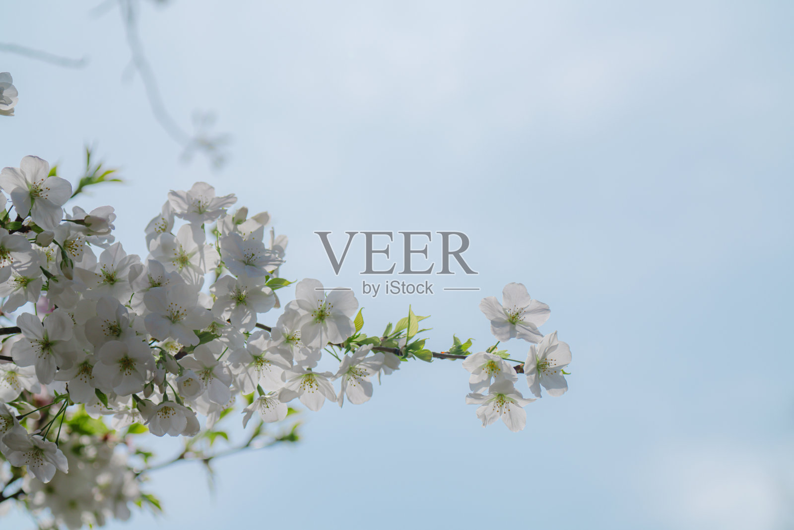 2024年4月，东京樱花盛开照片摄影图片