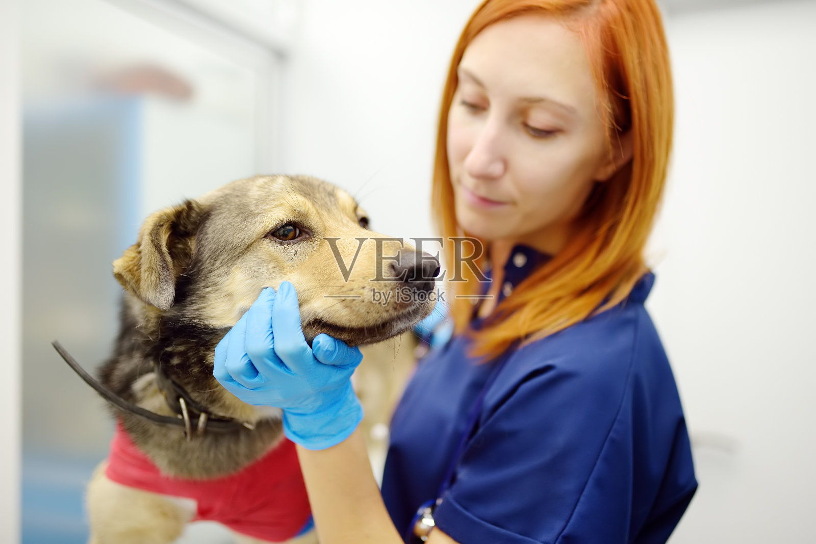 兽医在兽医诊所检查一只大狗。兽医在宠物受伤或手术后的治疗过程中使用医用绷带。动物麻醉照片摄影图片