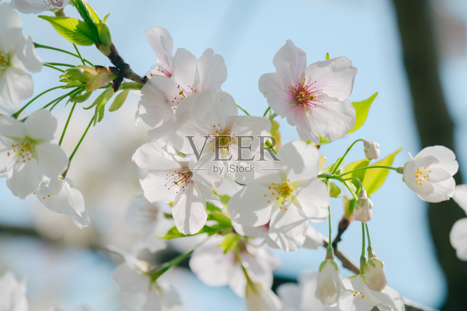 2024年4月，东京樱花盛开照片摄影图片