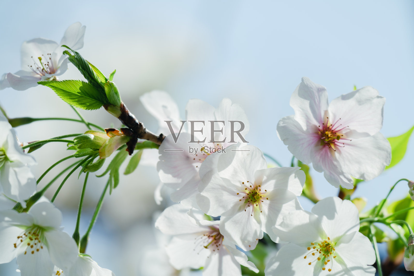 2024年4月，东京樱花盛开照片摄影图片