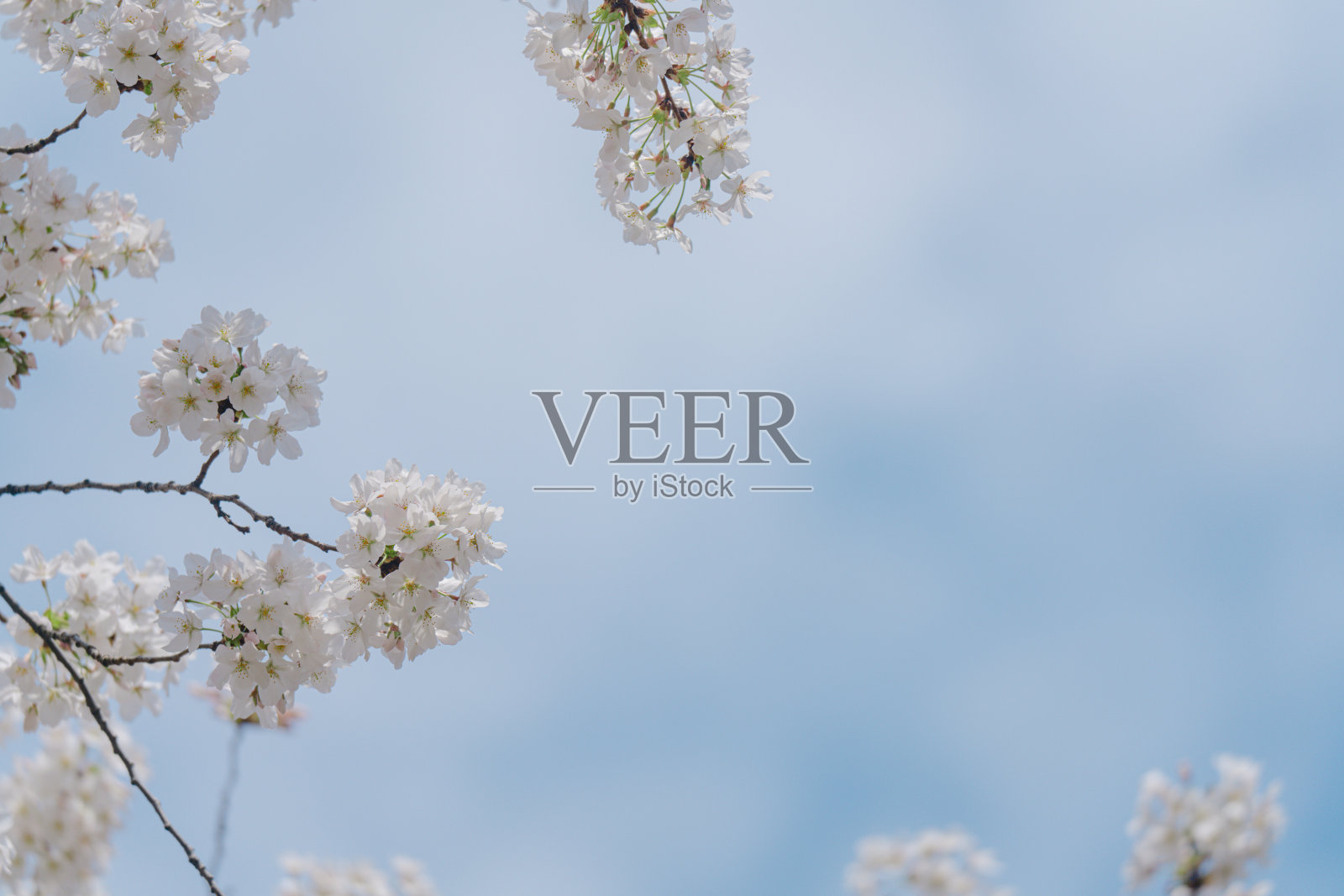 2024年4月，东京樱花盛开照片摄影图片