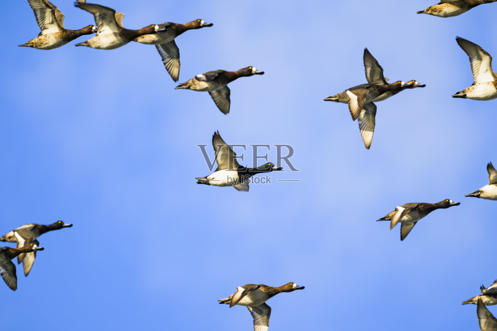 一群大鸭子飞走了照片摄影图片