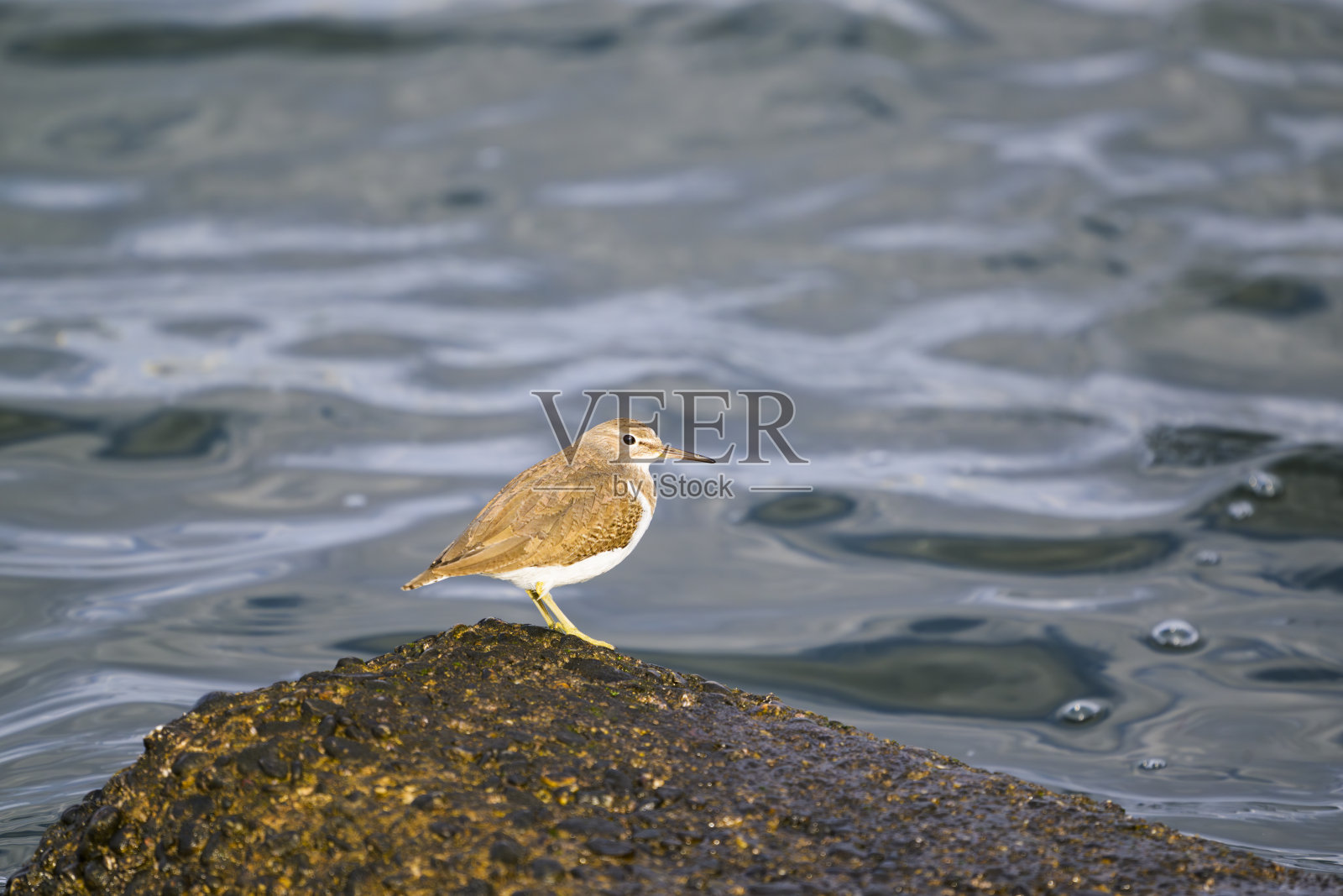 常见的鹬照片摄影图片