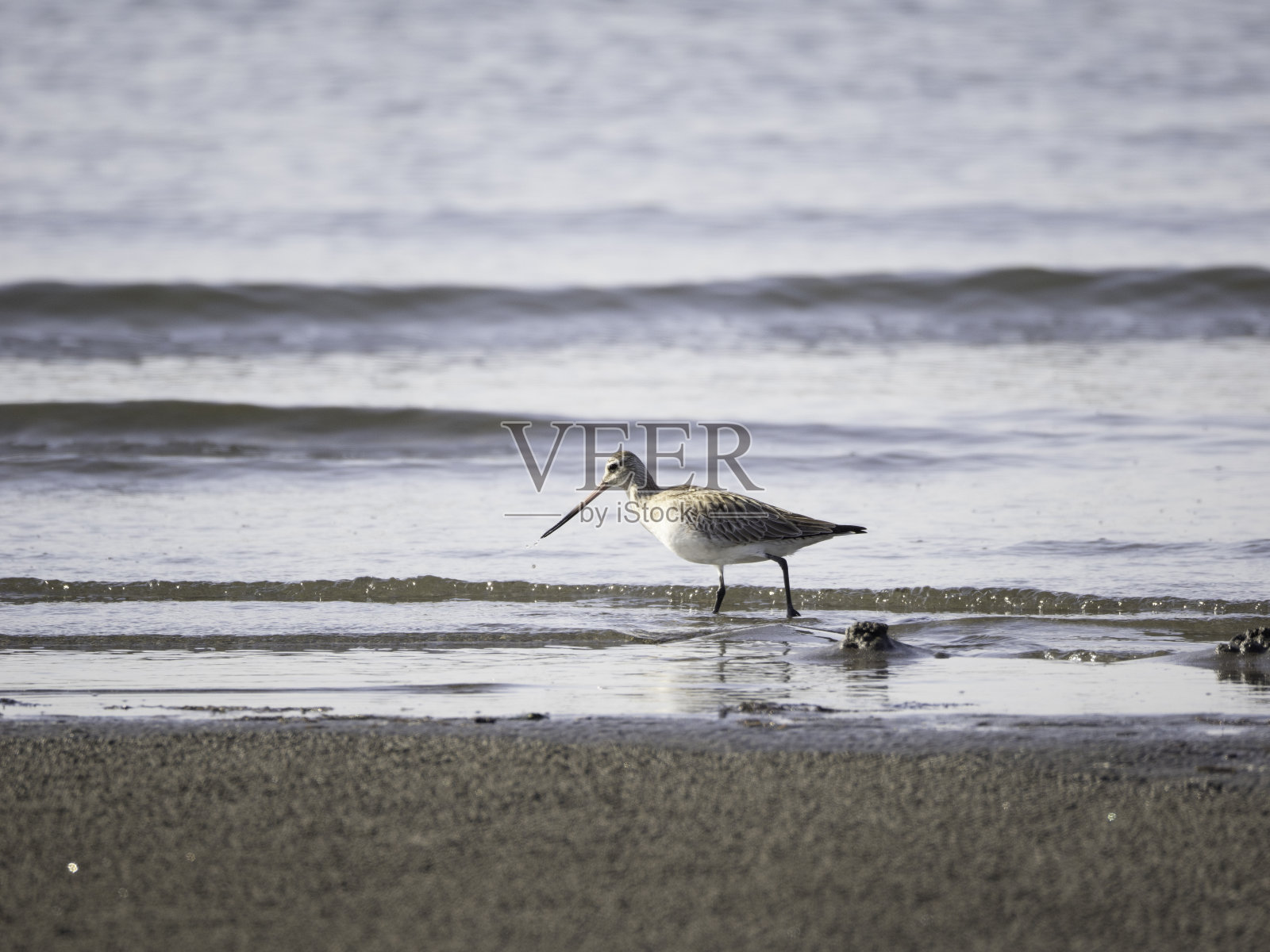 潮滩上的斑尾鹬照片摄影图片