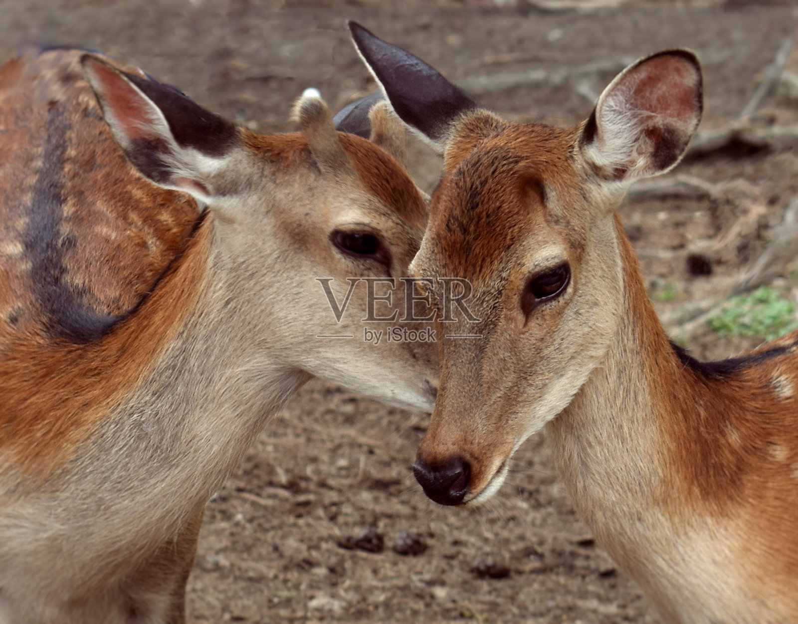 奈良的鹿照片摄影图片
