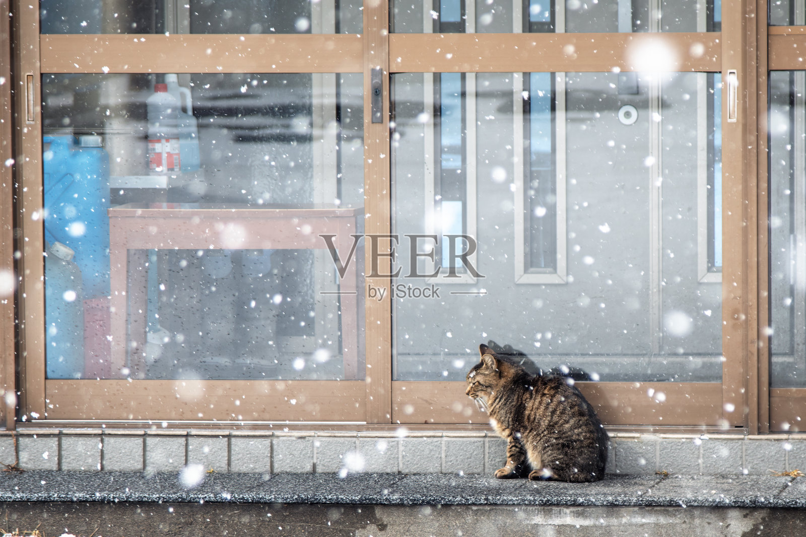 寒冷的冬天户外流浪猫在门廊上的房子雪条件庇护和安全孤独的概念照片摄影图片