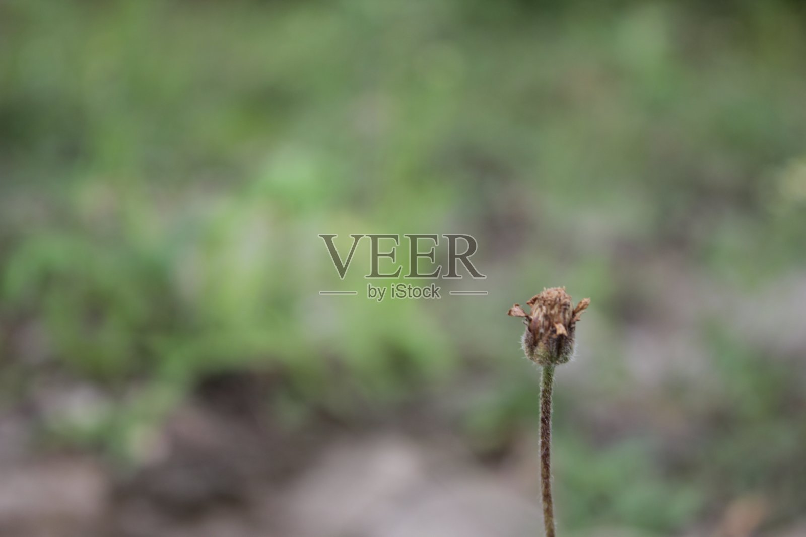 干钮扣花照片摄影图片