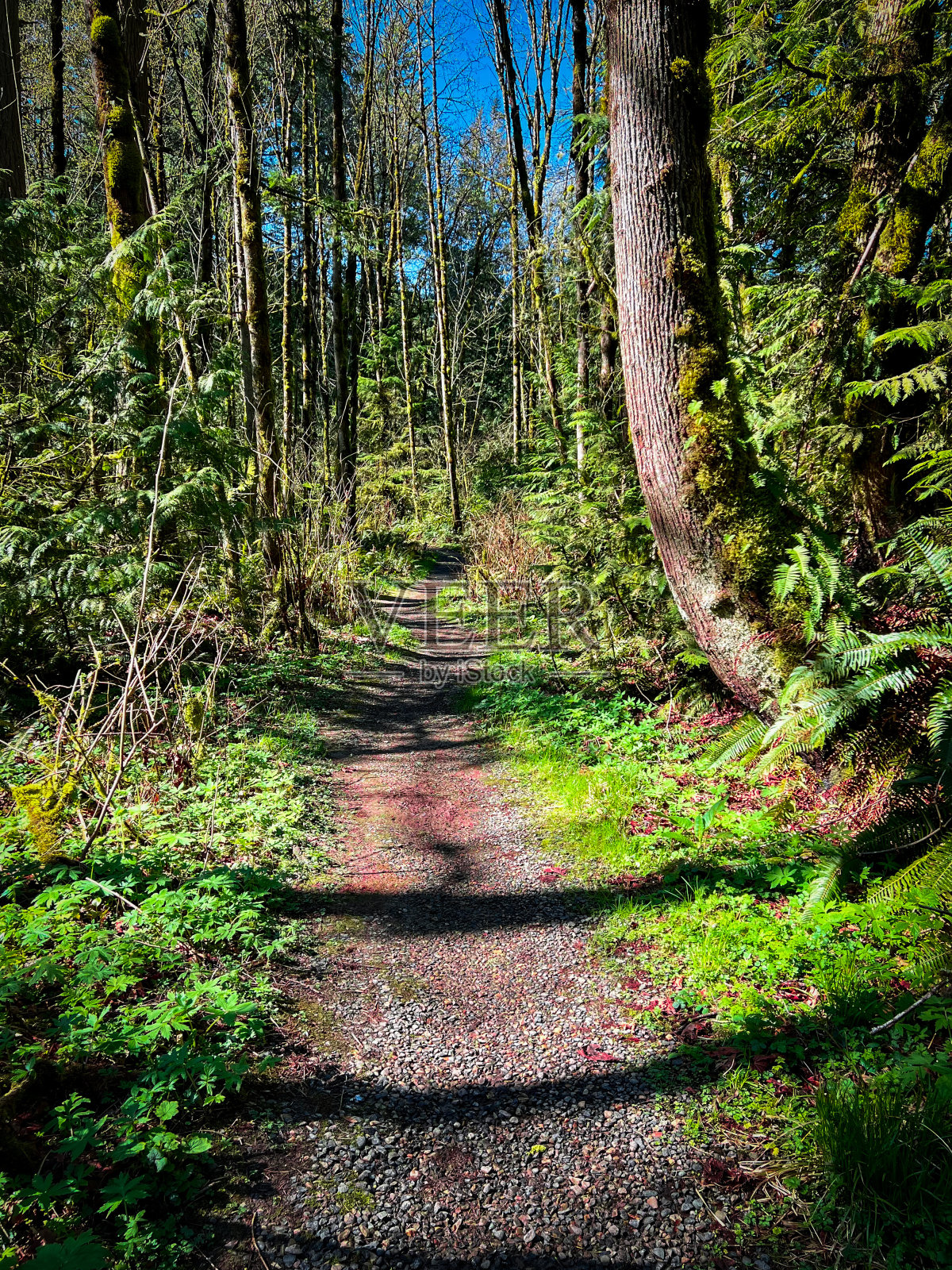 东部铁杉树小径-波特兰，俄勒冈州照片摄影图片