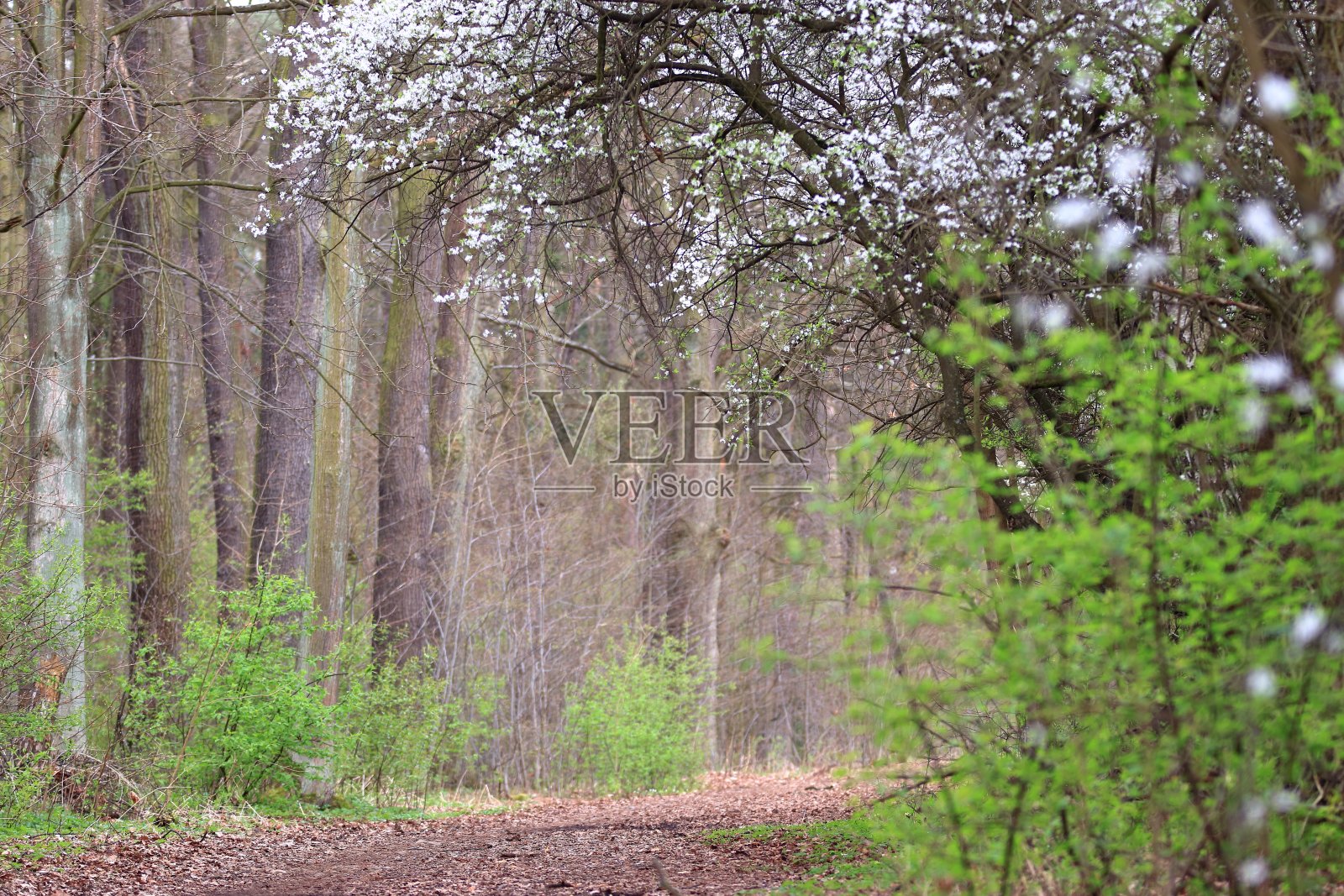 公园里的春天照片摄影图片