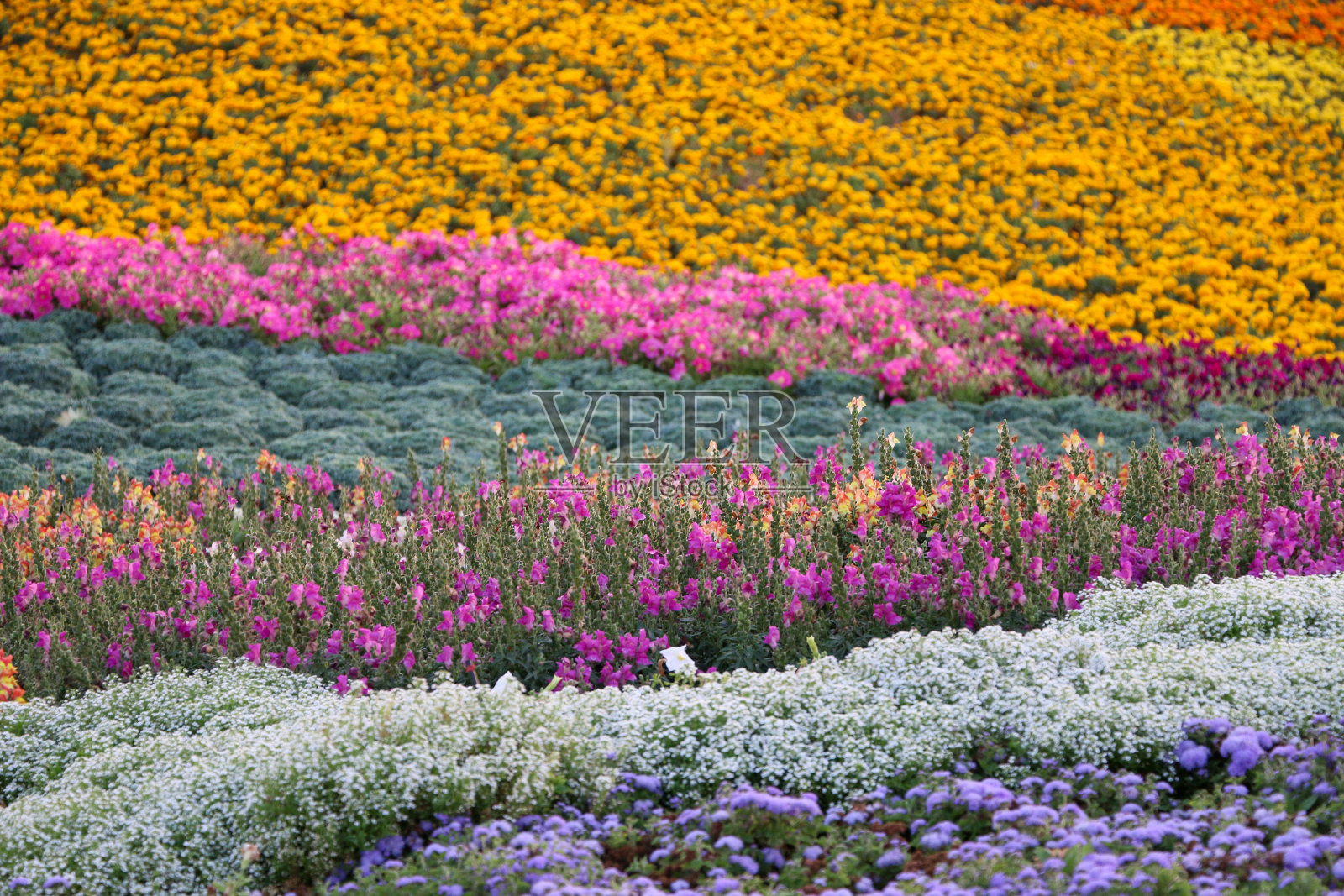 沙特阿拉伯延布花卉节照片摄影图片