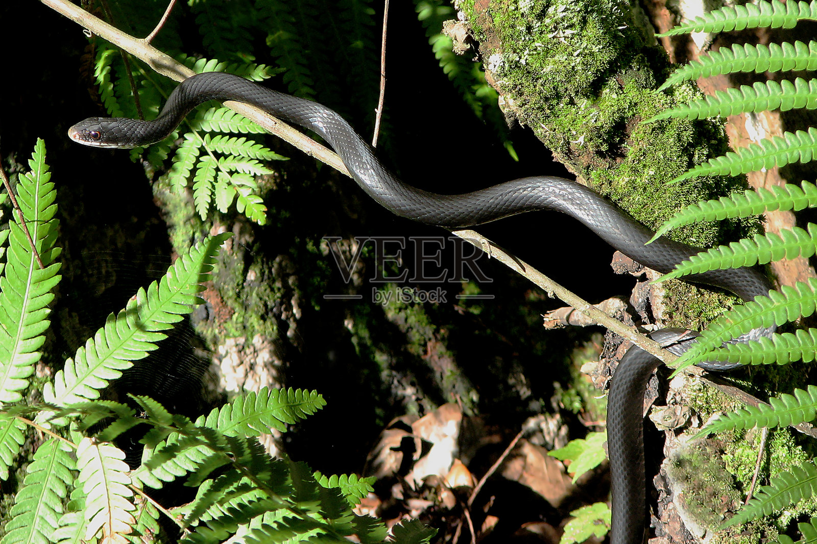 一条黑色的赛车蛇。大蟒蛇悬挂在水面上的一棵树上，周围是蕨类植物和苔藓。照片摄影图片