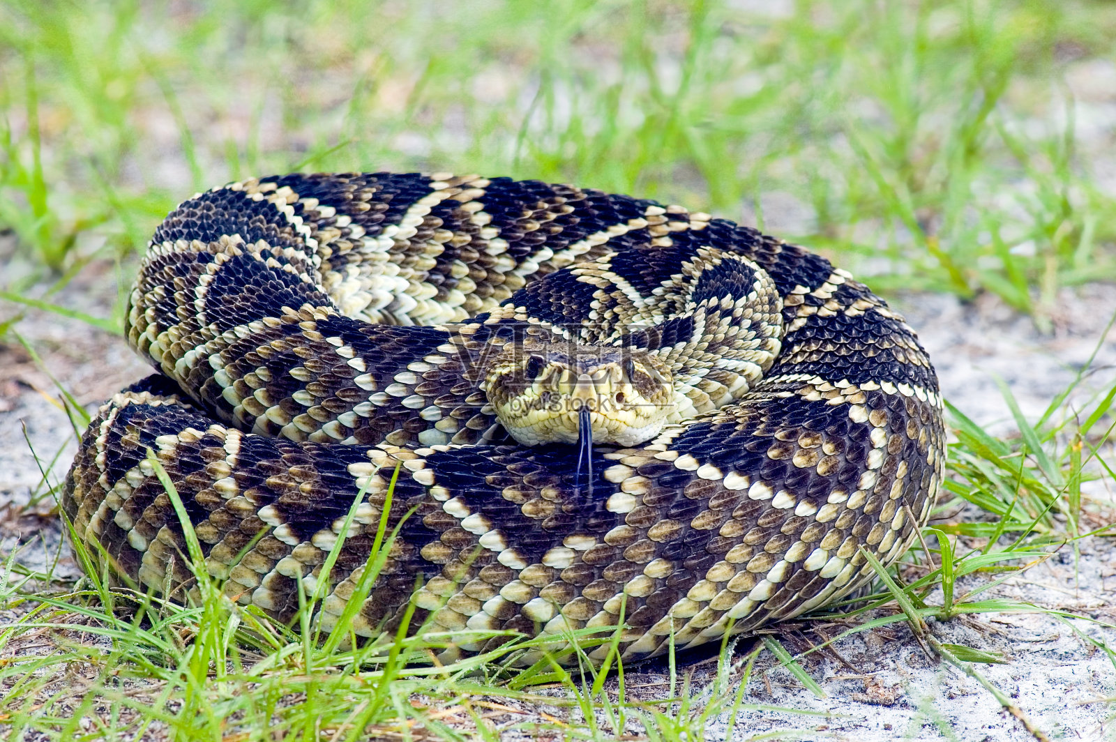 一条盘绕的东部菱形响尾蛇，Crotalus adamanteus，伸开分叉的舌头直视着镜头。照片摄影图片