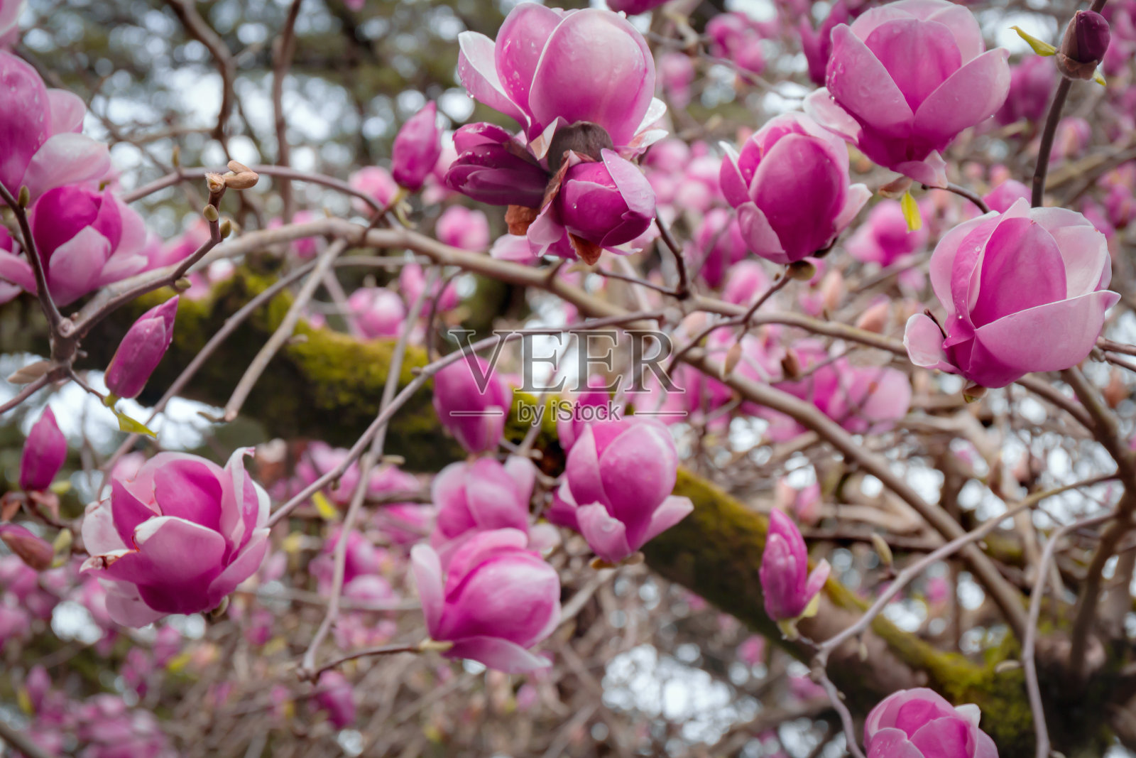 春天盛开的玉兰树。开花的树枝上有许多粉红色的花朵和花蕾。关闭了。有选择性的重点。模糊的背景。照片摄影图片