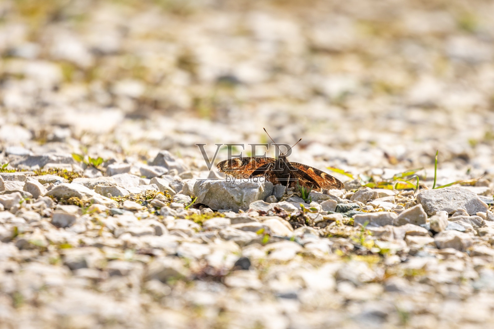 孔雀蝴蝶(Aglais io)在地上照片摄影图片