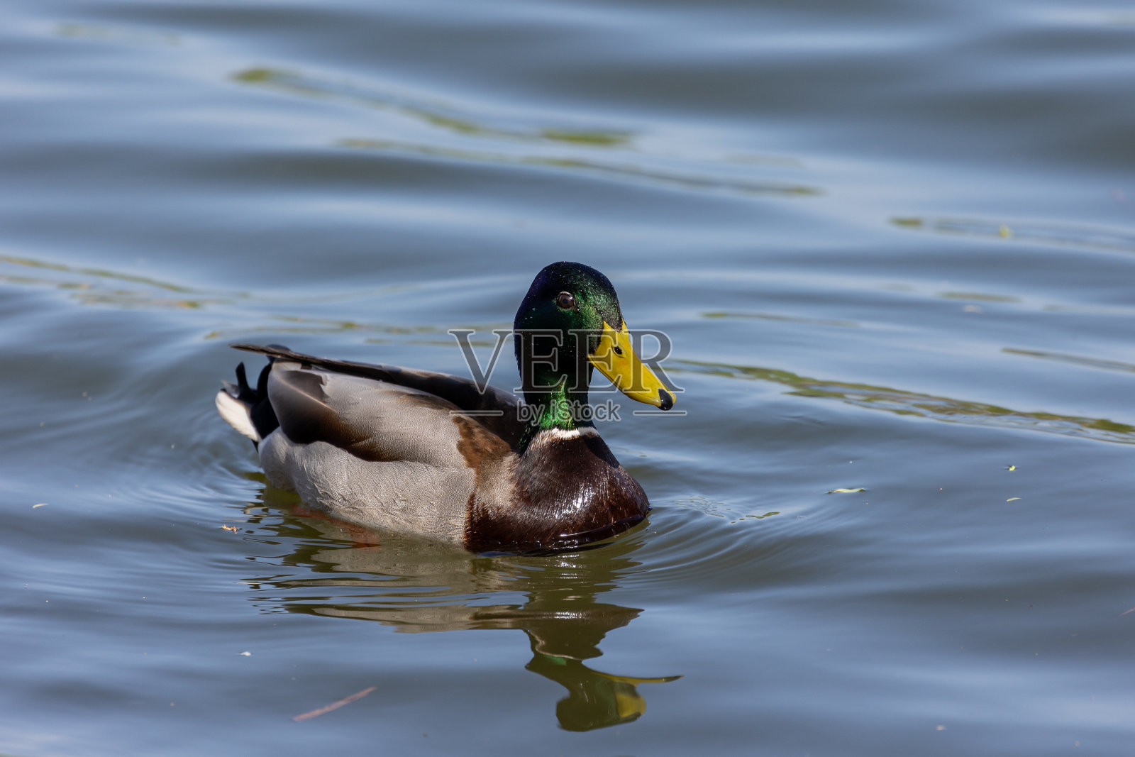 雄性绿头鸭在游泳照片摄影图片