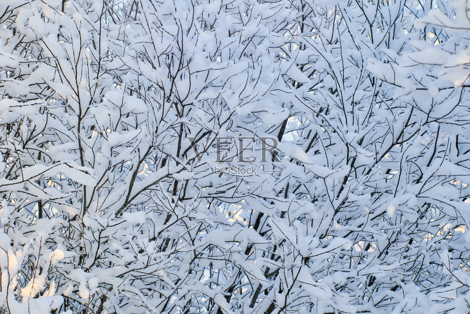 落叶树枝的纹理与粘附的雪。照片摄影图片