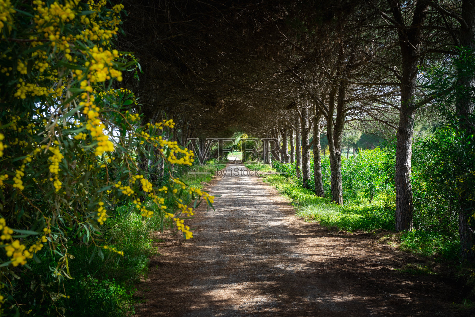 每天在大自然奇妙的树木隧道中散步，春天的季节，美丽的户外路线，土耳其著名的目的地照片摄影图片