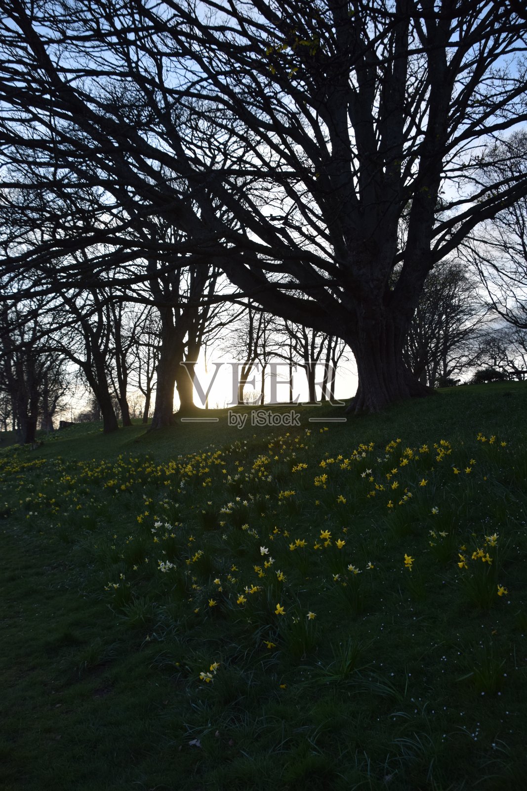 杜西公园的日落照片摄影图片