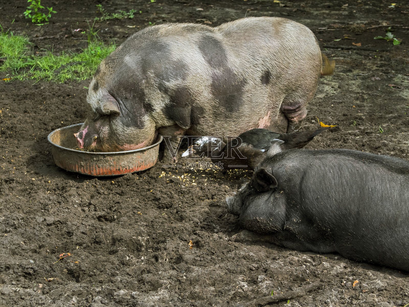 两只猪和一只鸭子在泥泞的田野里，一只猪从碗里吃东西照片摄影图片