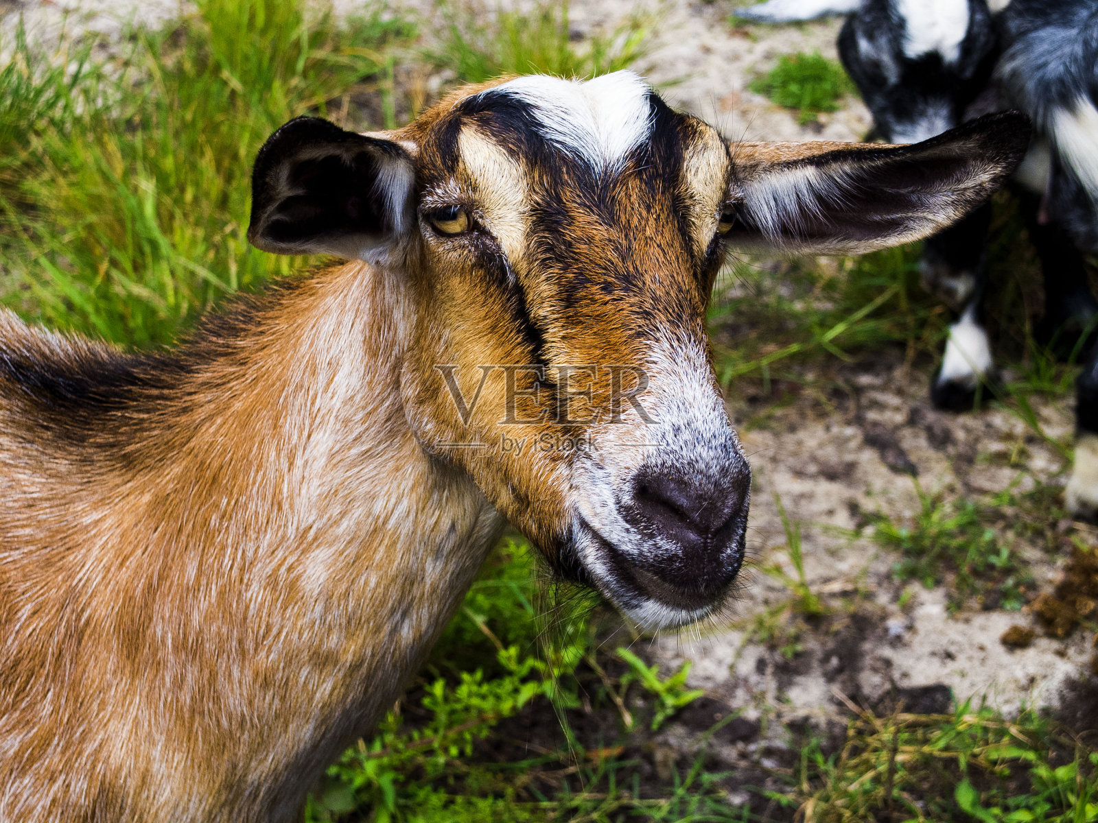 山羊有黑色，白色和金色在它的脸和黄色的眼睛照片摄影图片