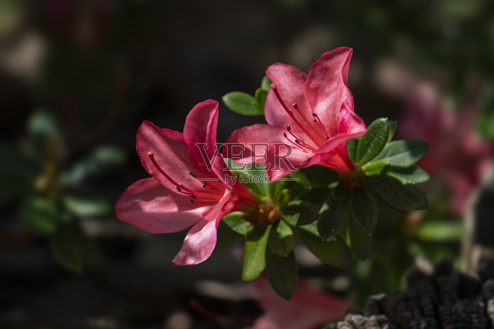 一对红色杜鹃花的特写照片摄影图片