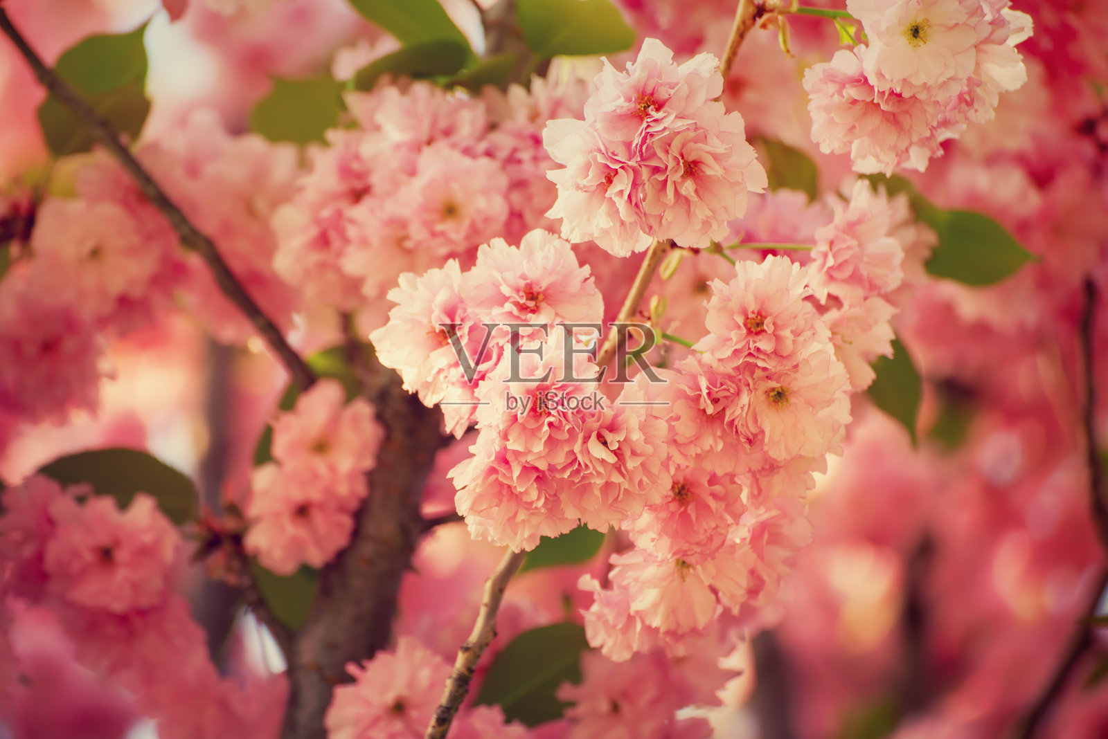 樱花盛开照片摄影图片