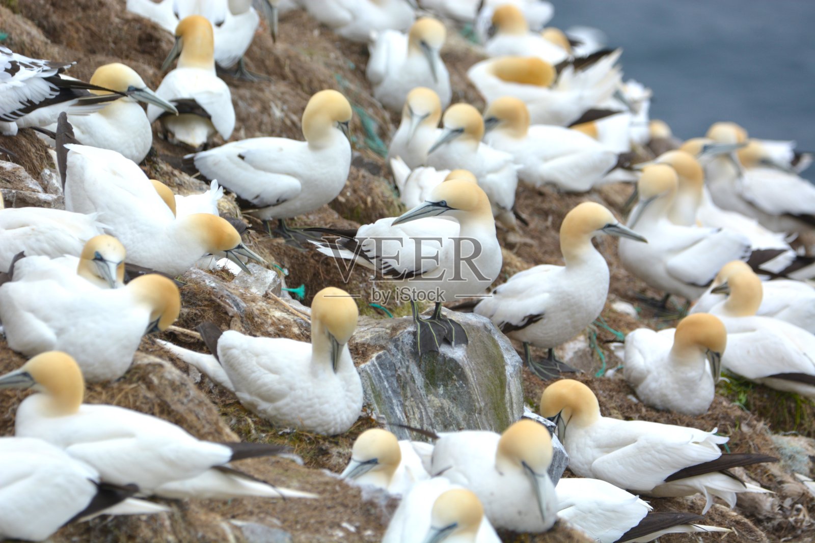 圣玛丽角北部塘鹅繁殖地照片摄影图片