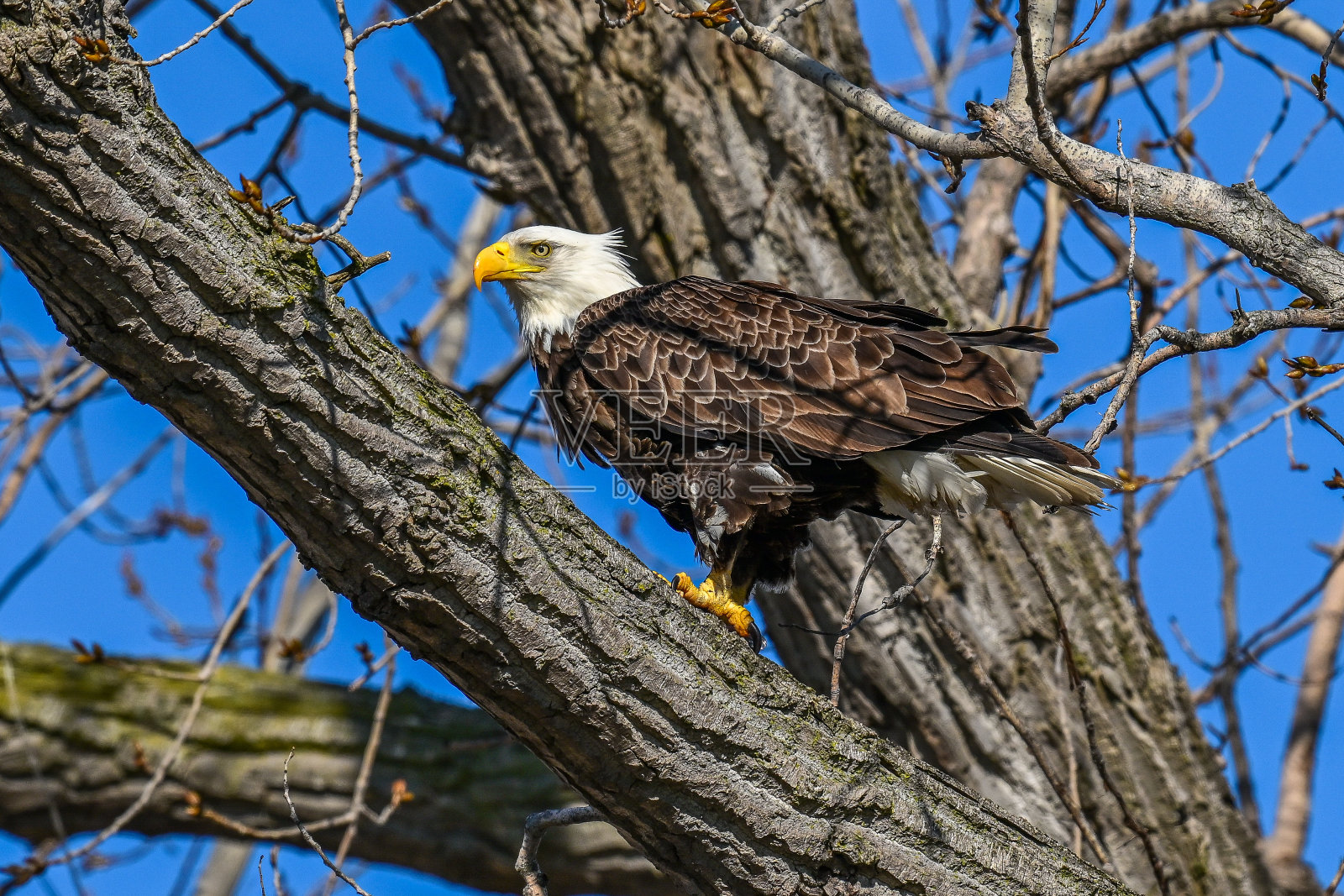 孤独的秃鹰栖息在树枝上照片摄影图片
