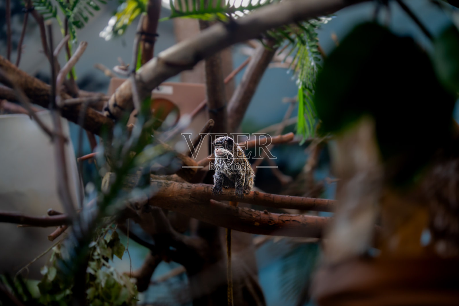 猴子坐在树枝上照片摄影图片