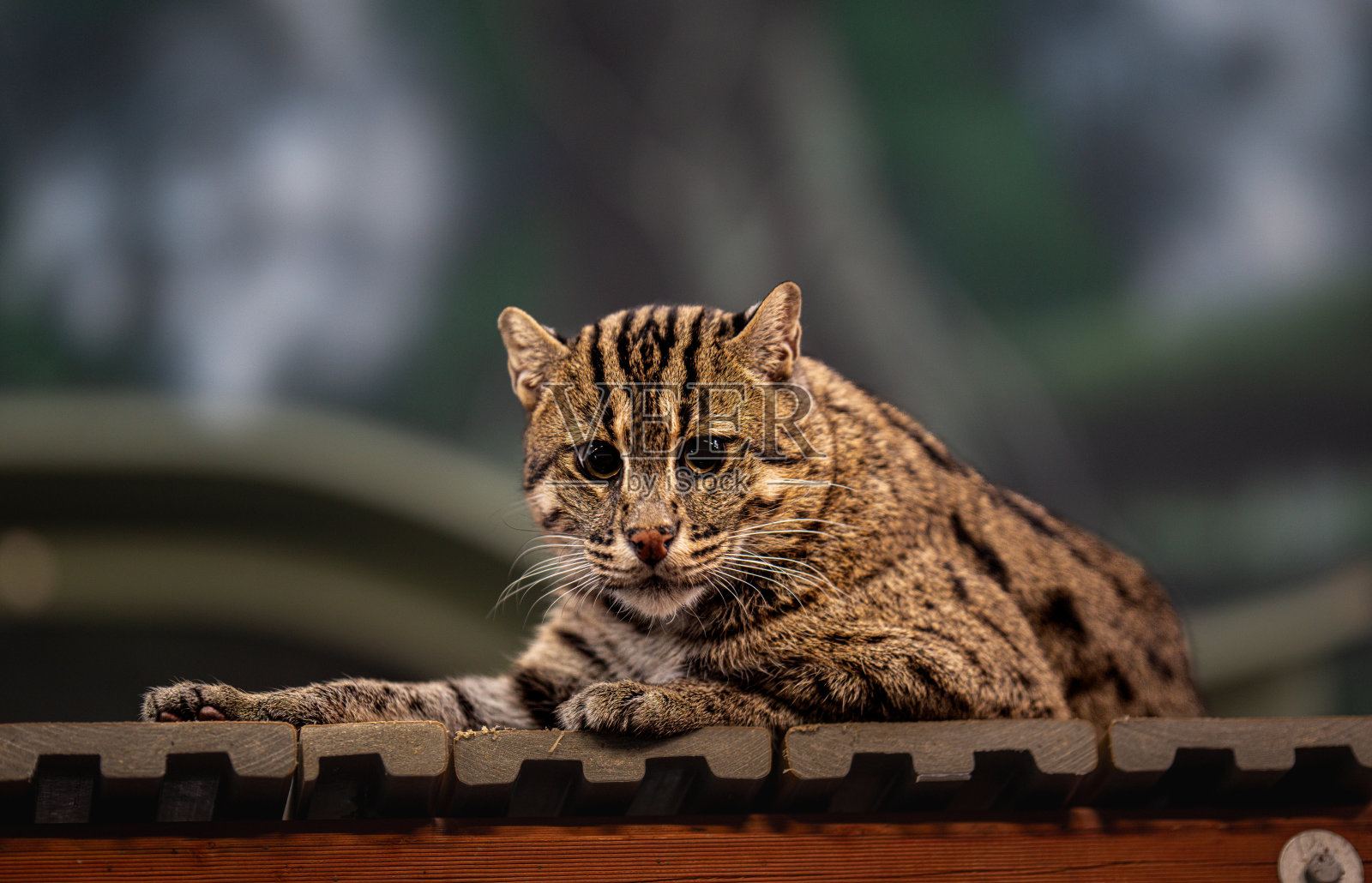 猫在屋顶上休息，照片摄影图片