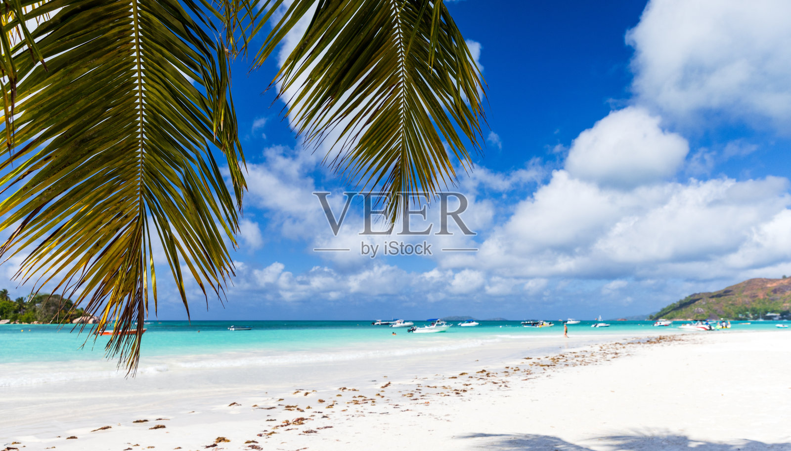 蔚蓝的天空下，棕榈树的枝叶和白沙的海岸景观照片摄影图片