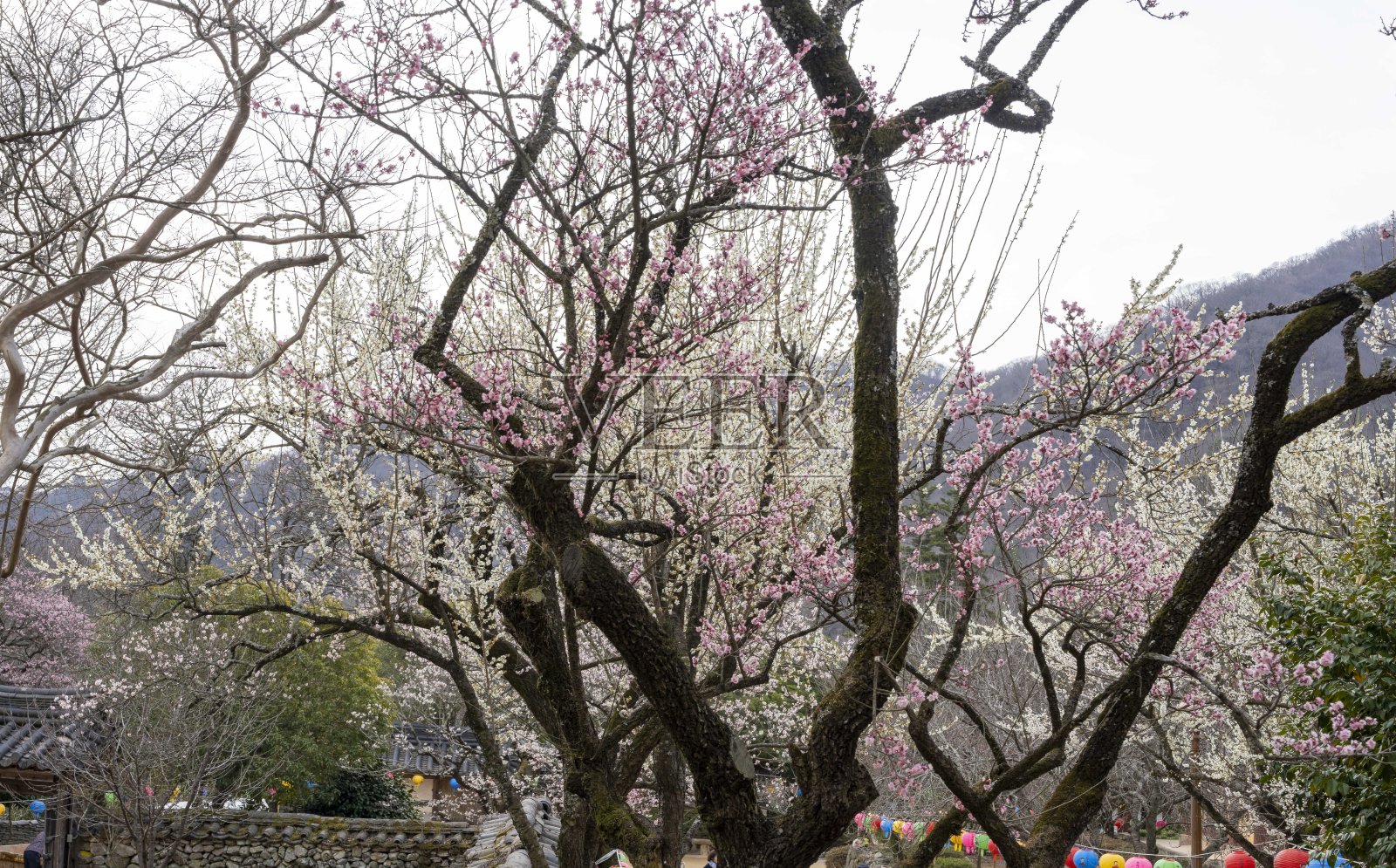 西庵寺的梅花照片摄影图片
