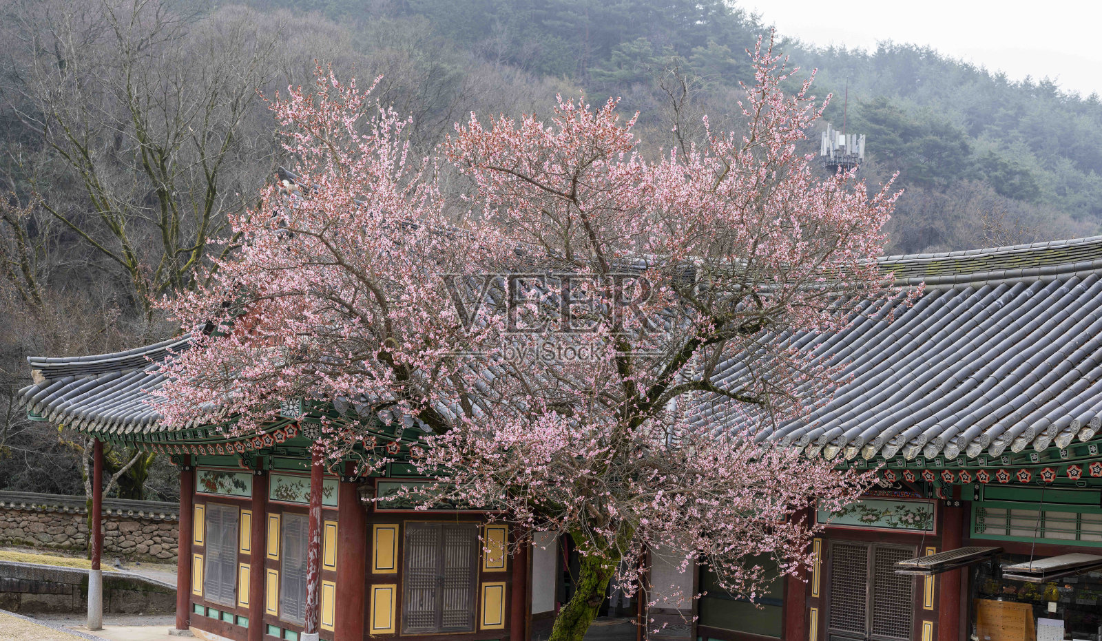 图为，在求礼花阴寺盛开的红梅照片摄影图片