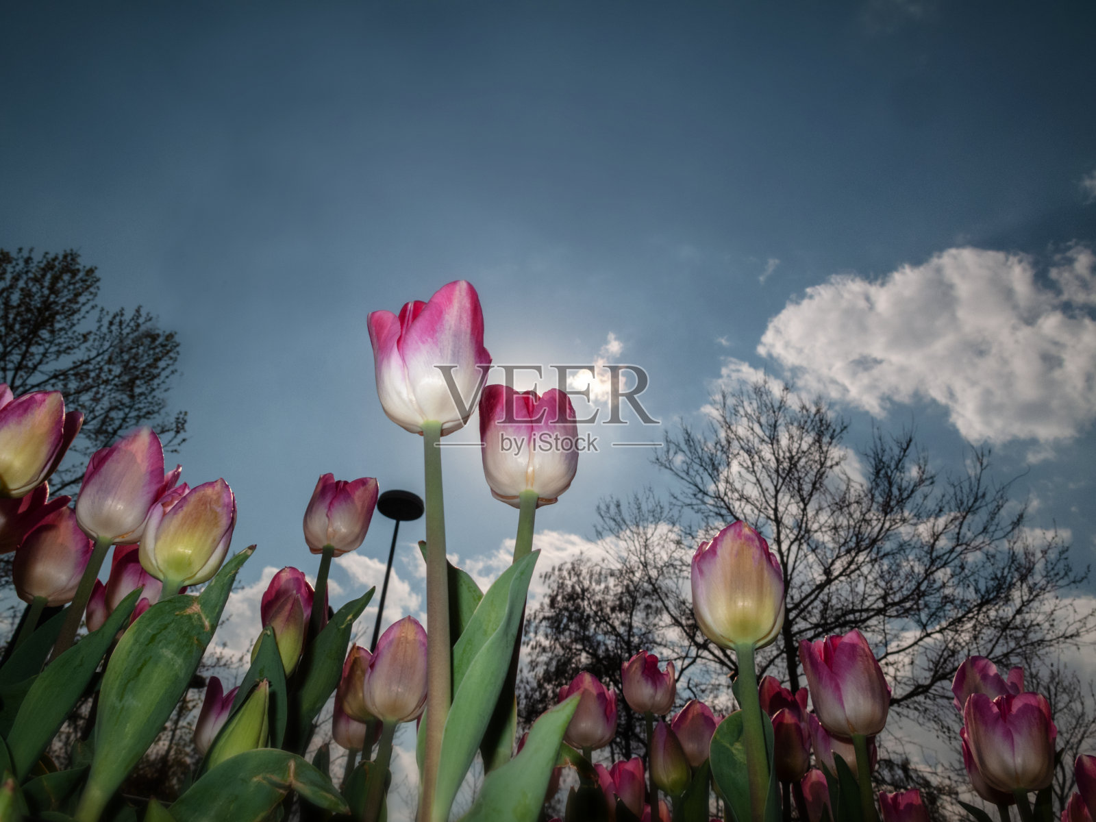 从下面看郁金香田。晴天。照片摄影图片